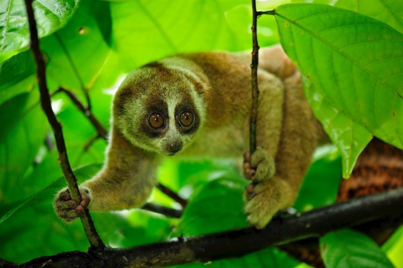 Loris tardigradus