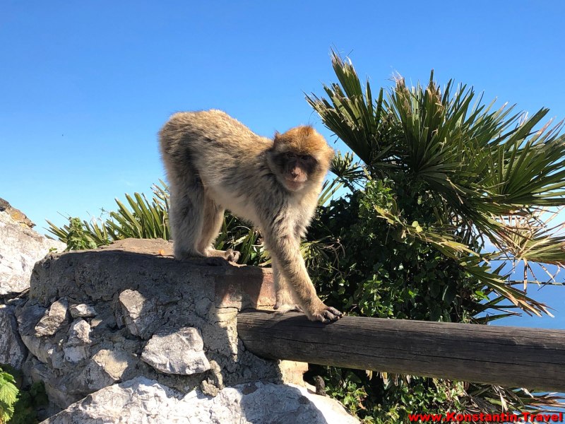 Macaca Sylvanus