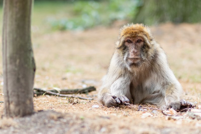 Barbary macaques Gibraltar