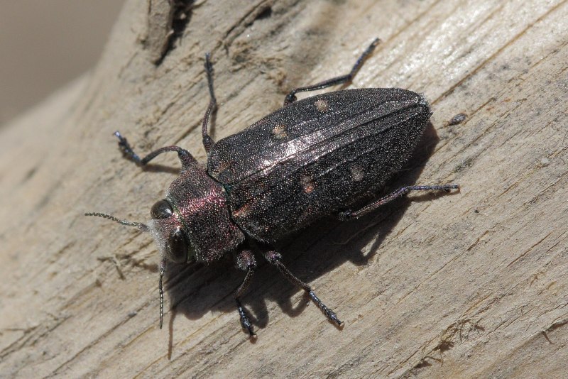 Chrysobothris affinis