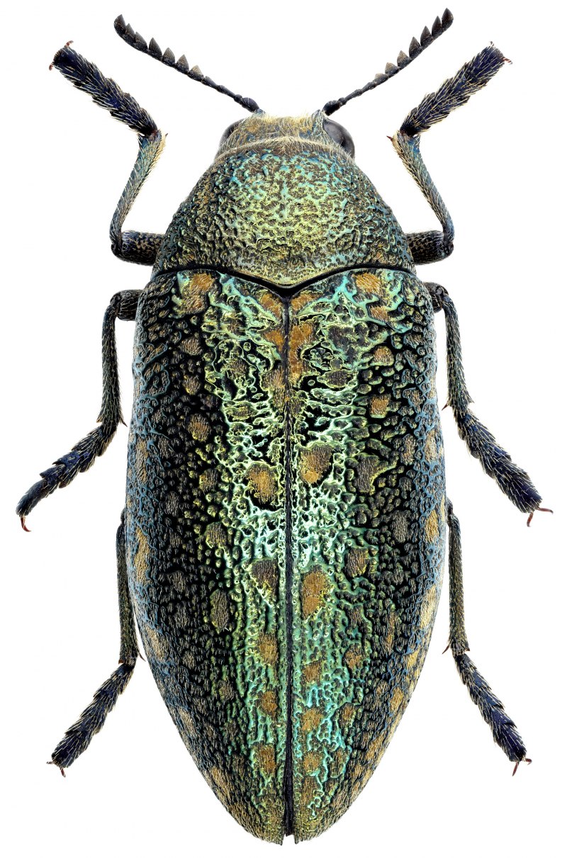 Жук Chrysochroa