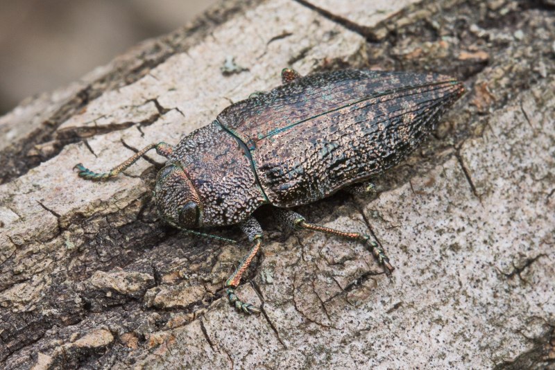Buprestis Rustica Златка