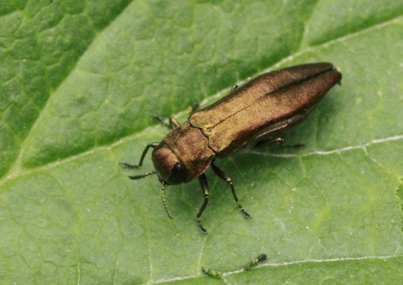 Chrysochroa fulgidissima