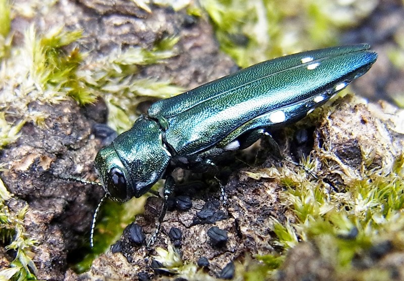 Agrilus Mali (Motschulsky)