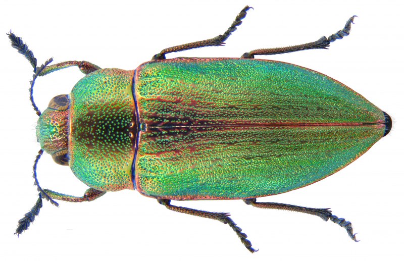 Жук Buprestidae