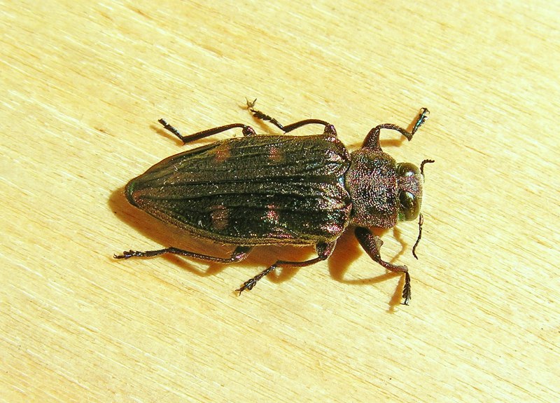 Дубовая Златка Chrysobothris affinis
