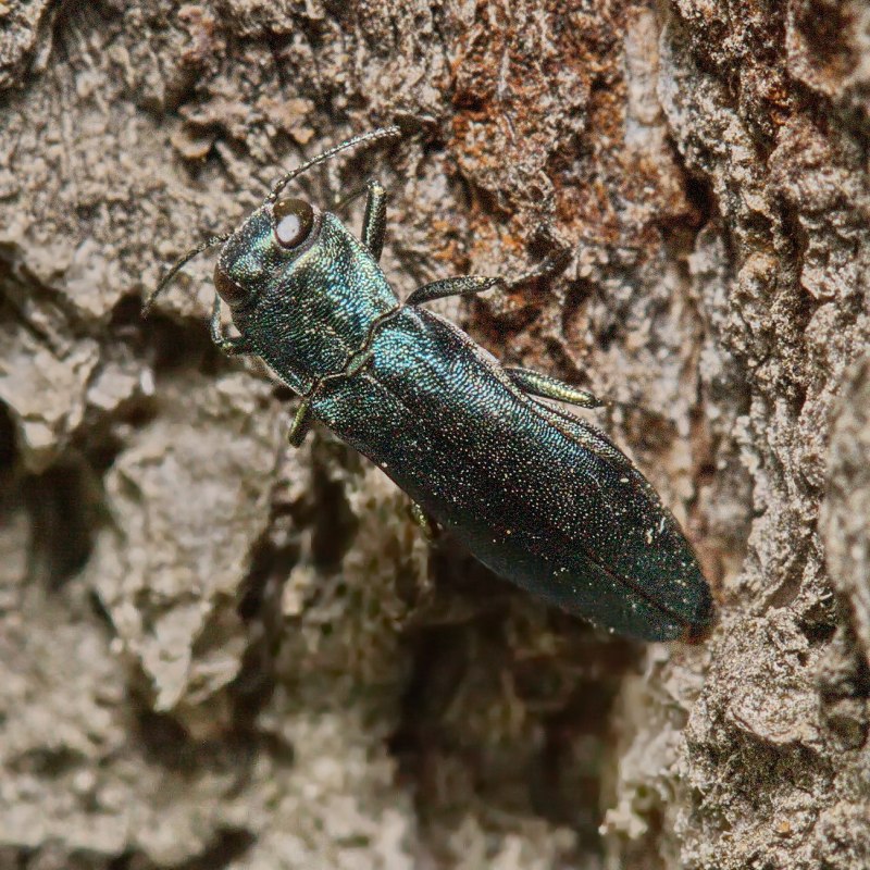 Buprestis octoguttata