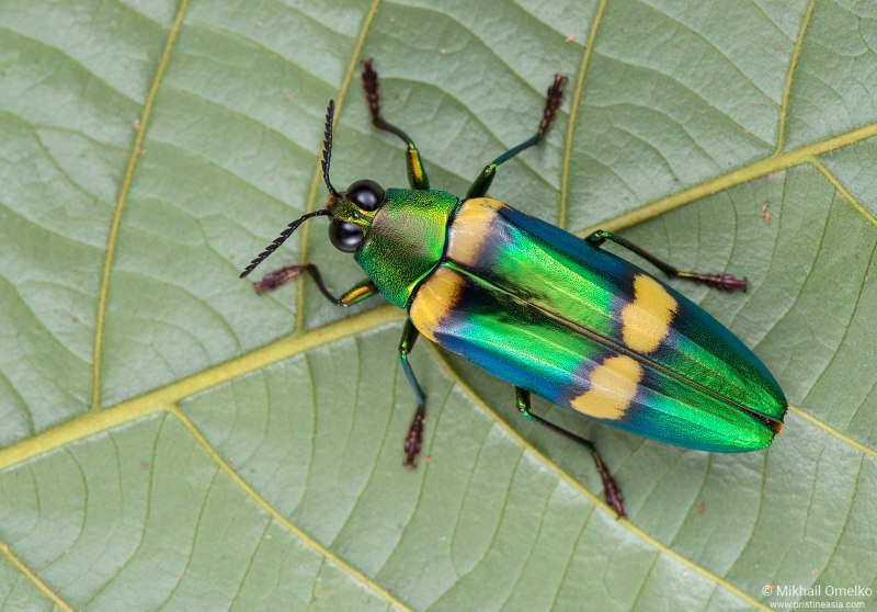 Жук Chrysochroa