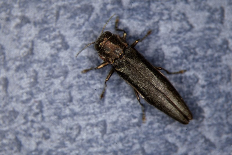 Eurythyrea aurata