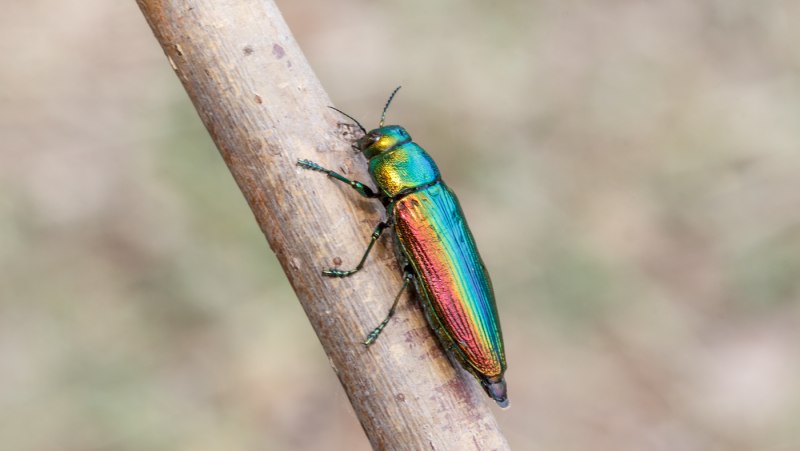 Жук Melanophila acuminate