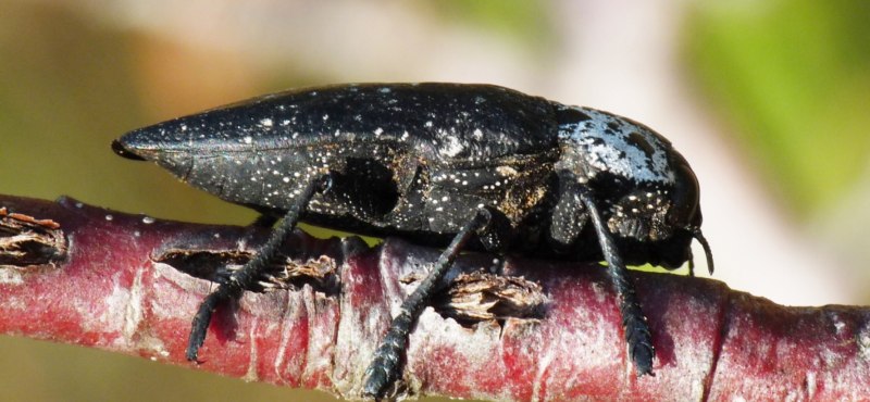 Buprestis Rustica Златка