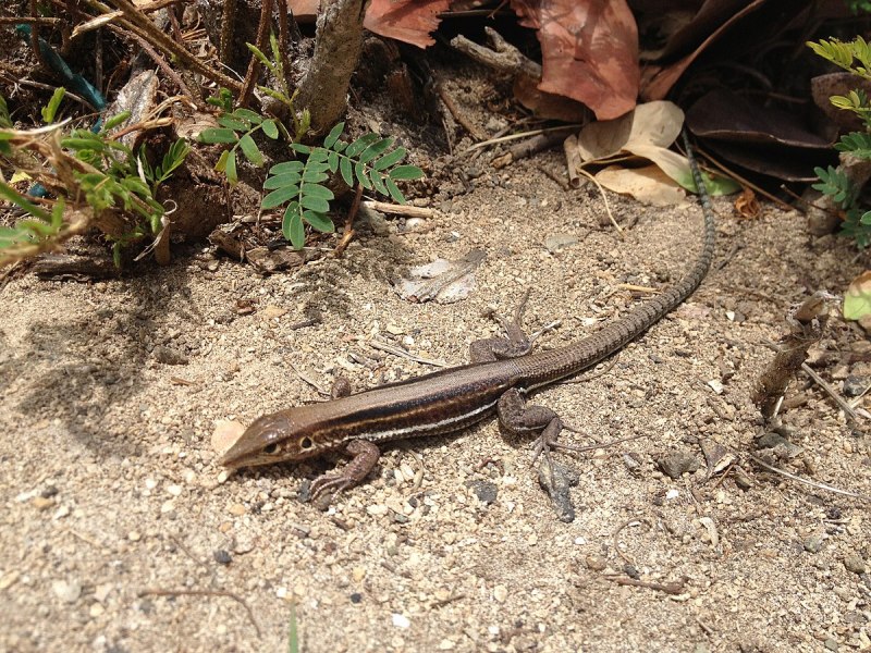 Ctenosaura clarki