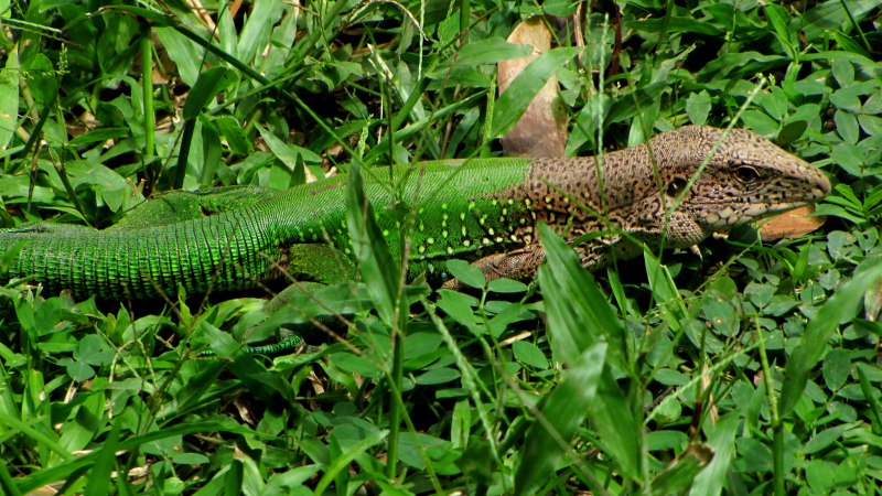 Ameiva Ameiva