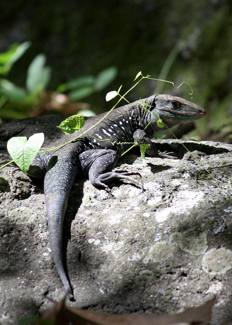 Cnemidophorus lemniscatus