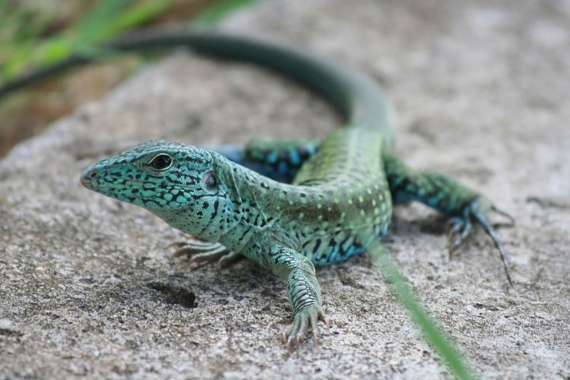 Ameiva Ameiva