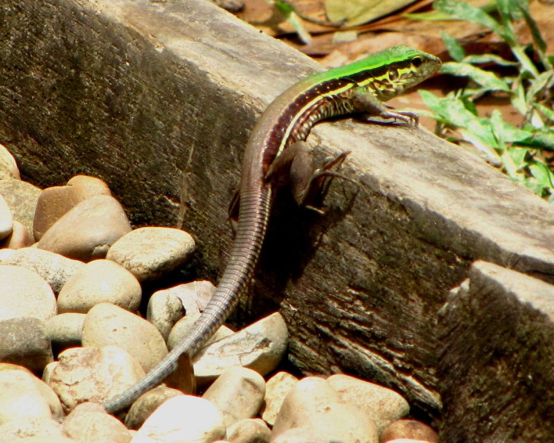 Cnemidophorus lemniscatus