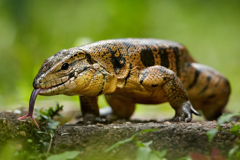 Ameiva Corax ящерица отжимания