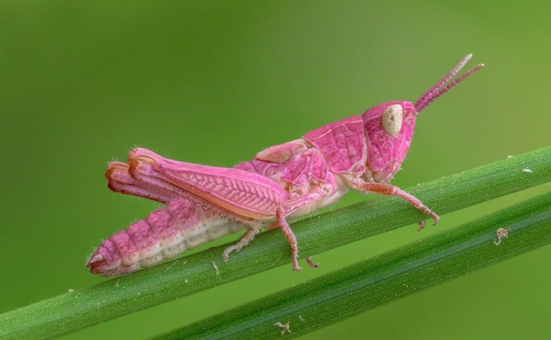 Кузнечик амбликорифа