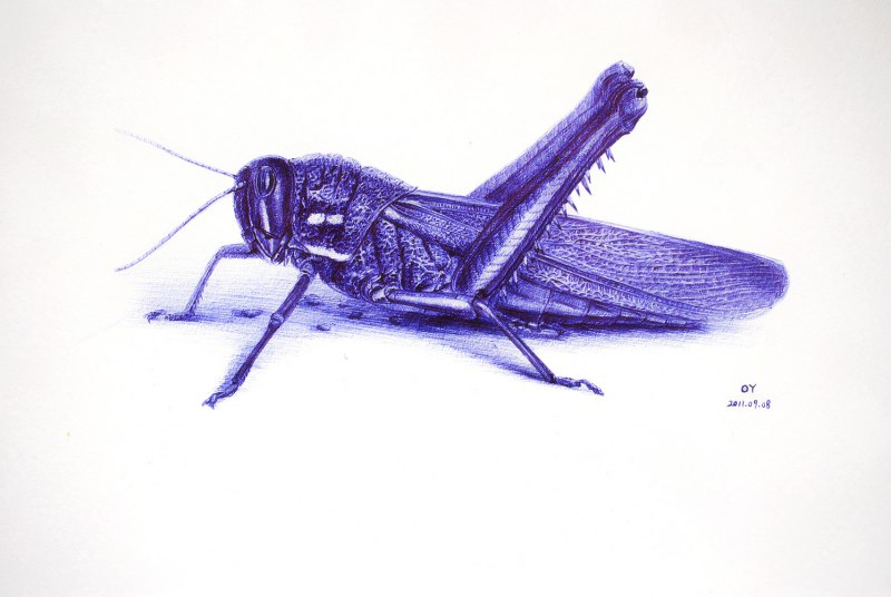 Pseudempusa pinnapavonis