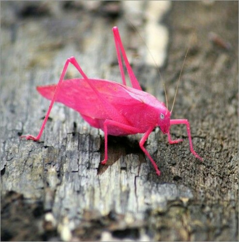 Кузнечик хвостатый Tettigonia caudata