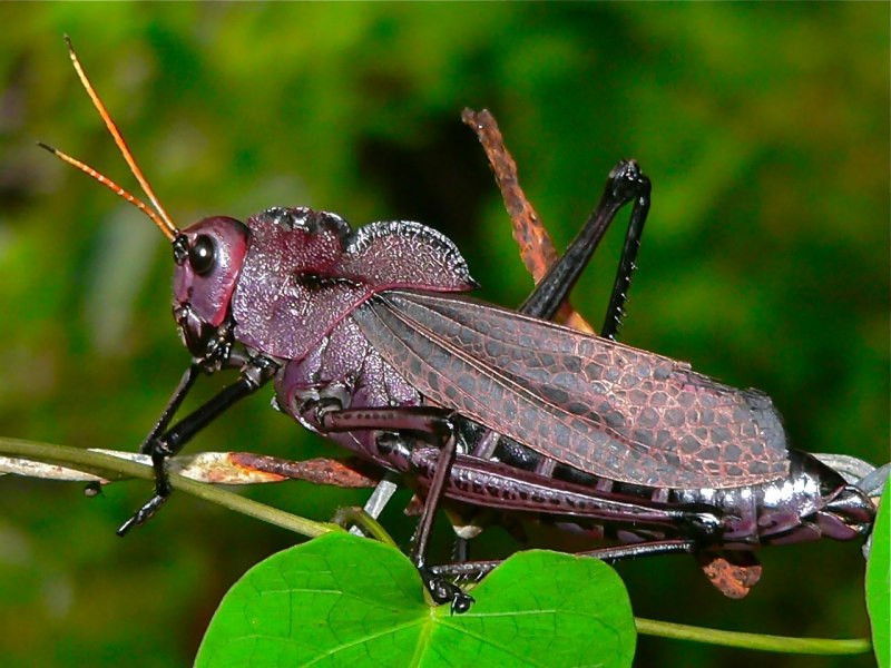 Кузнечик амбликорифа (Amblycorypha oblongifolia)