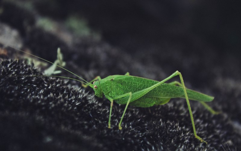 Радужный кузнечик Dactylotum bicolor