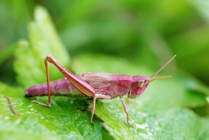 Кузнечик амбликорифа (Amblycorypha oblongifolia)