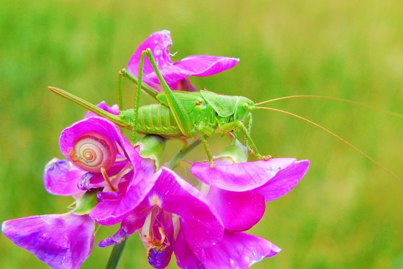 Саранча Tropidacris-albipes