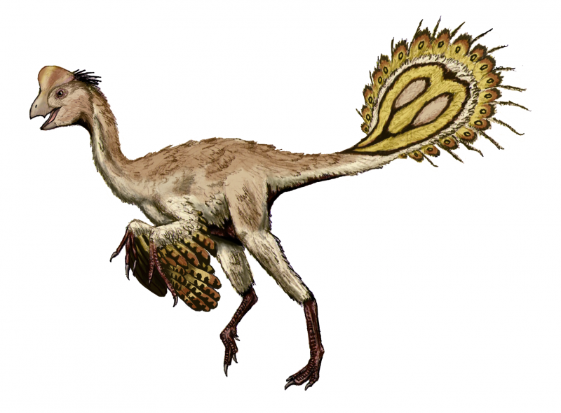 Nomingia GOBIENSIS