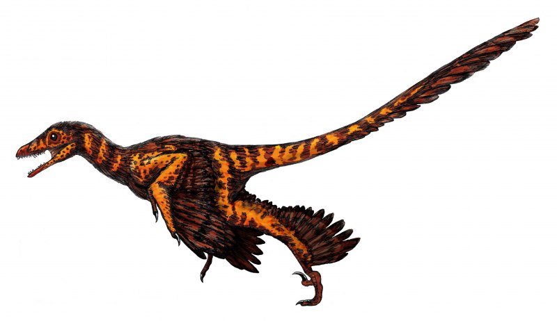 Sinornithosaurus millenii