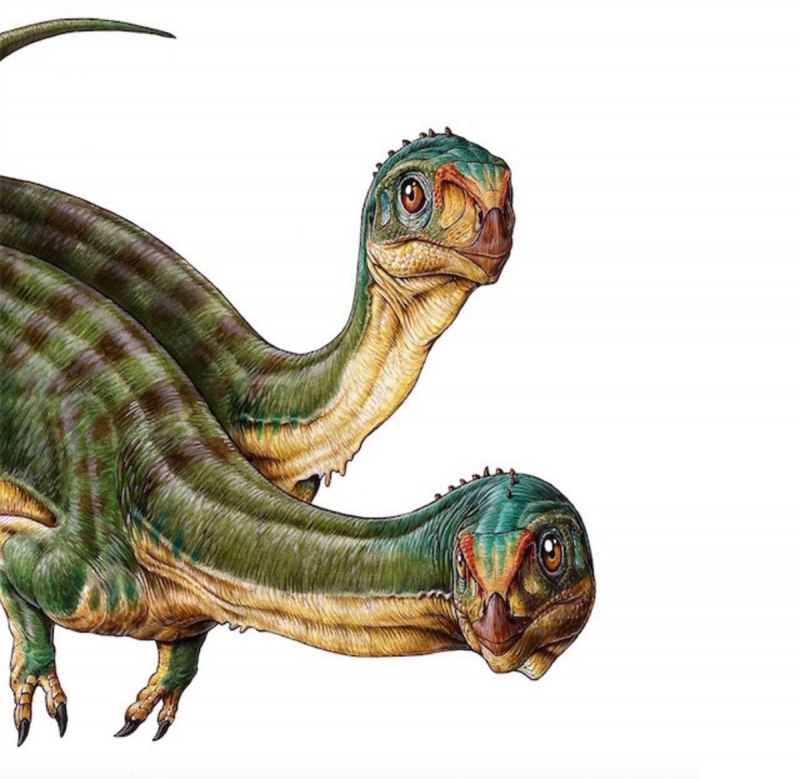 Chilesaurus diegosuarezi