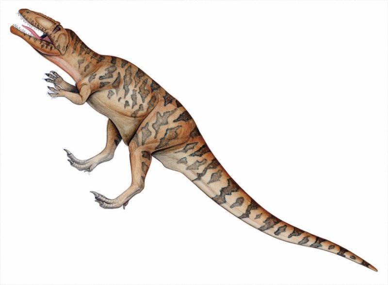 Giganotosaurus carolinii