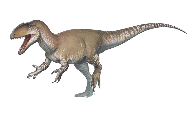 Аллозавр FREDTHEDINOSAURMAN