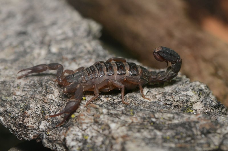 Paruroctonus Boreus