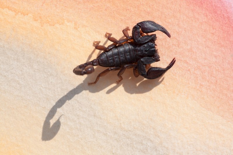Скорпион Androctonus Australis