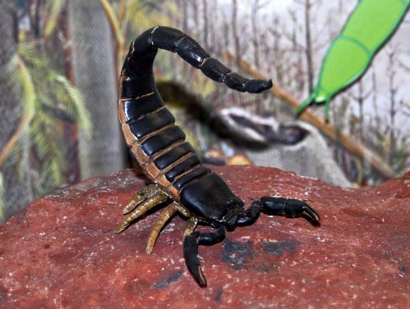 Скорпион Buthus