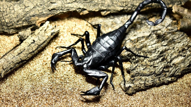 Скорпион Heterometrus spinifer