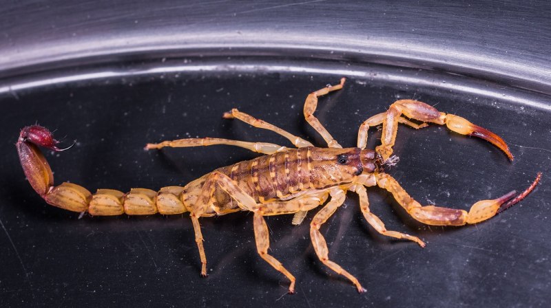 Heterometrus cyaneus