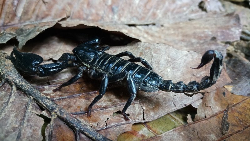 Итальянский Скорпион Euscorpius italicus