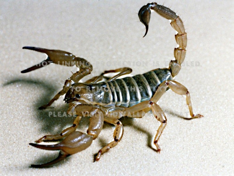Кизляр Абхазский