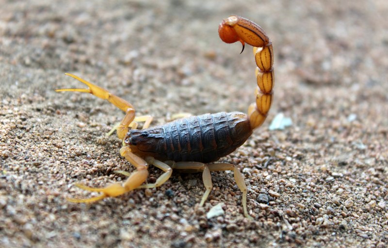 Итальянский Скорпион Euscorpius italicus
