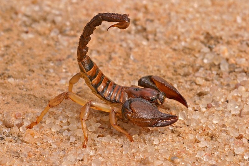 Императорский Скорпион (Pandinus Imperator)
