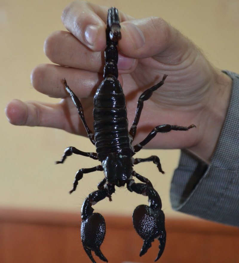 Tityus serrulatus