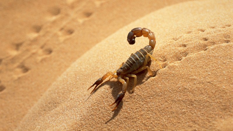 Пустынный скорпион (60 фото)