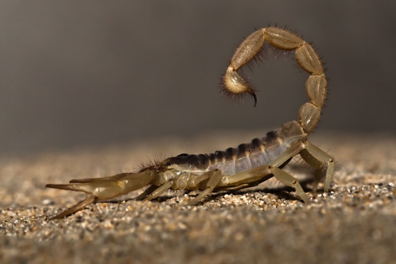 Hadrurus arizonensis