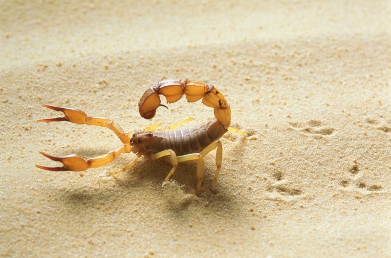 Leiurus quinquestriatus l1