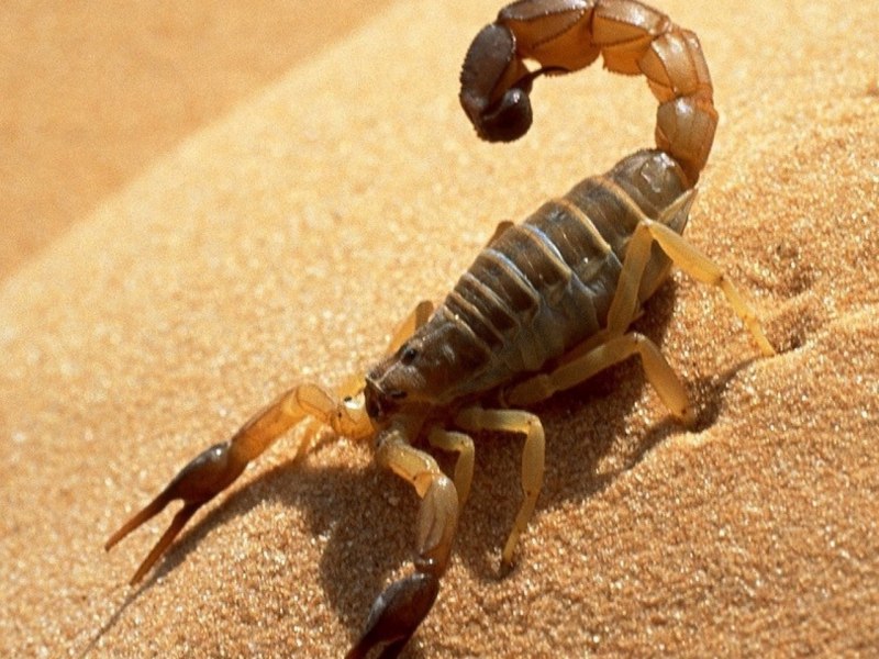 Скорпион Buthus occitanus