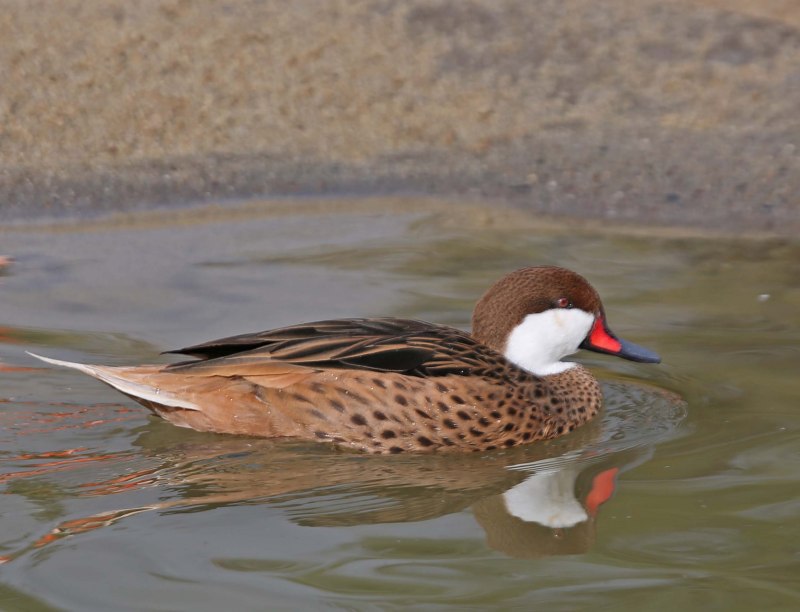 Maculatus Mix Pintail