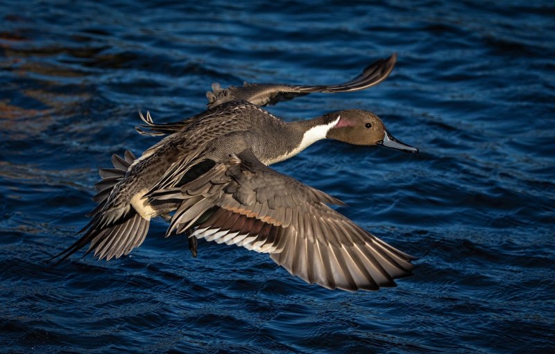 Bahama Pintail