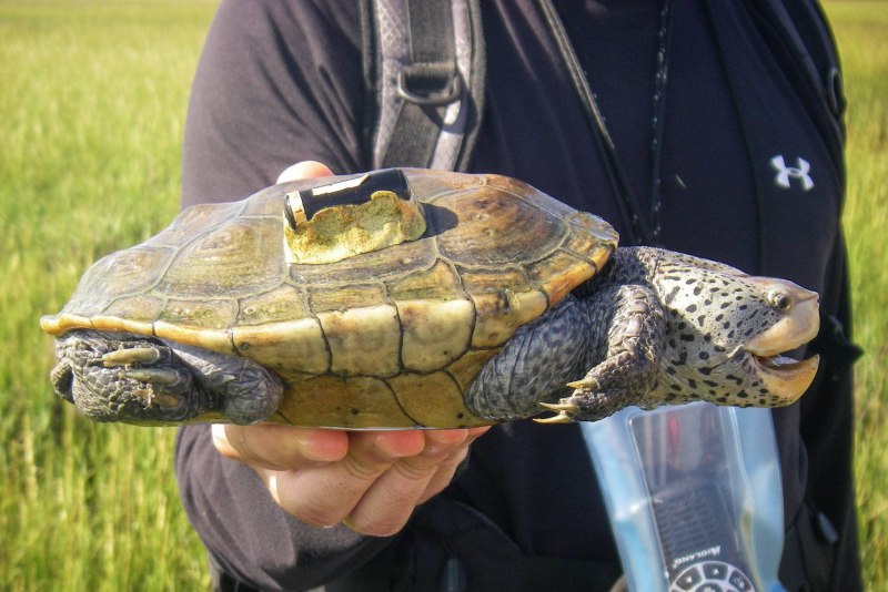 Malaclemys Terrapin